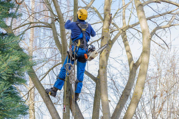 How Our Tree Care Process Works  in  Mio, MI