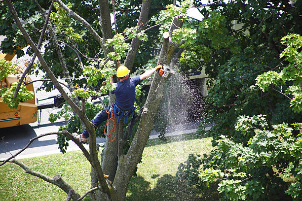 Best Hazardous Tree Removal  in O, MI